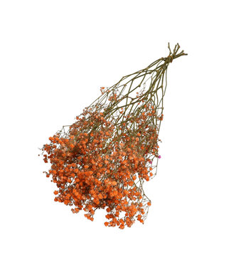 4A Orange dried Baby's Breath | Gypsophila dried flowers | Length 70 centimetres | Weight 50 grams | Per bunch
