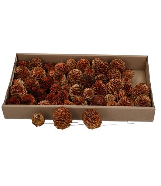 4A Naturelle braune Glabrum Kiefernzapfen Einstecker | Pro 50 Stück