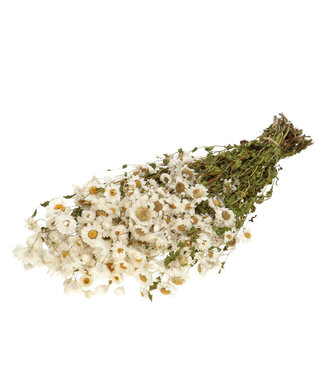 4A Marguerites blanches séchées naturelles Zonnestrobloem | Fleurs séchées Acroclinium Rhodanthe | Longueur 50 centimètres | Poids 60 grammes | Par bouquet