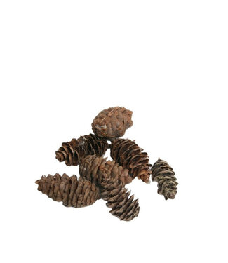 4A Pommes de pin Douglas naturelles brunes | Par 5 kilos