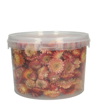 4A Dark pink dried Strawflower heads | Helichrysum dried flowers | Weight 100 grams | Per bucket