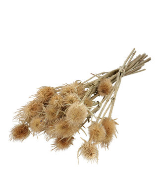 4A Natural dried Cardistella | Length 55 centimetres | 10 stems per bunch | Per bunch
