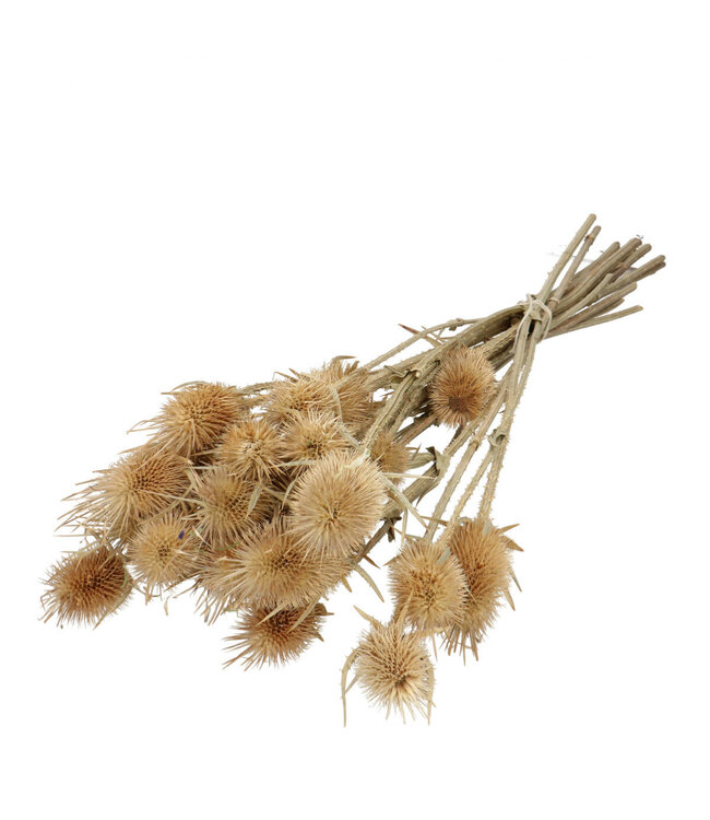 Naturally dried Cardistella | Length 55 centimetres | 10 stems per bunch | Available per bunch