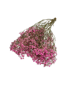 4A Dark pink dried Baby's Breath | Gypsophila dried flowers | Length 70 centimetres | Weight 50 grams | Per bunch