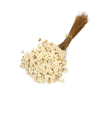 4A Glixia blanche naturelle séchée | Longueur 40 centimètres | Poids 50 grammes | Par bouquet