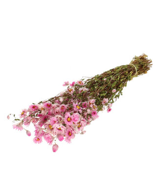 4A Marguerites de fleur de soleil séchée rose | Acroclinium Rhodanthe fleurs séchées | Longueur 50 centimètres | Poids 60 grammes | Par bouquet