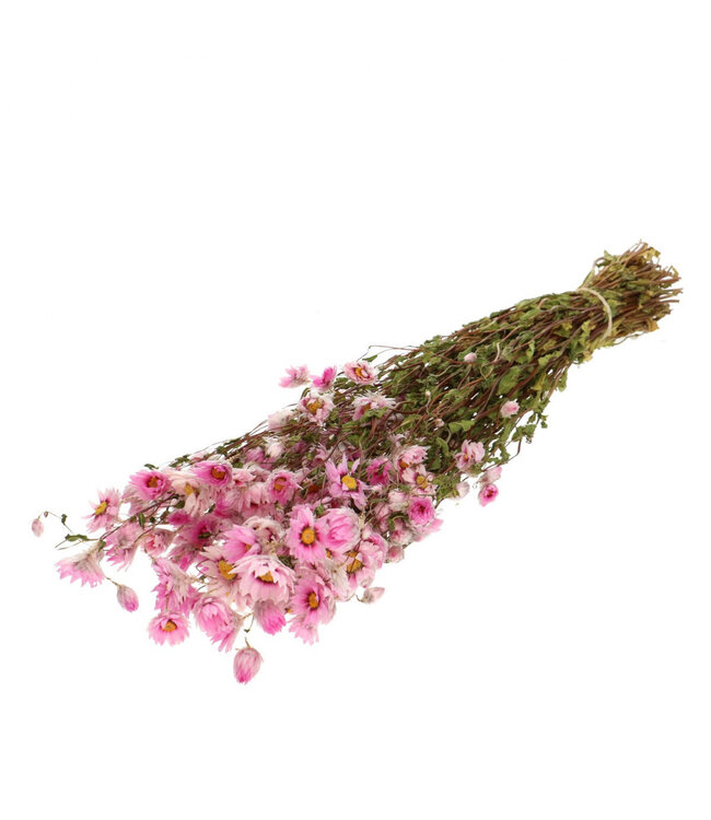 Marguerites séchées roses de fleur de soleil | Fleurs séchées Acroclinium Rhodanthe | Longueur 50 centimètres | Poids 60 grammes | À commander par bouquet