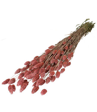 4A Light pink dried Canary grass | Phalaris dried flowers | Length 70 centimetres | Per bunch