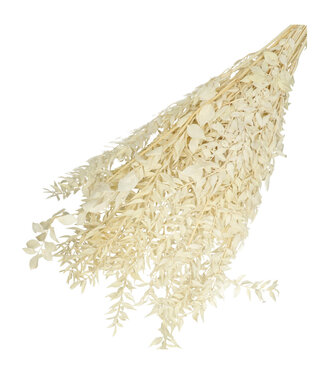 4A White cream-coloured dried Butcher's Broom | Ruscus dried flowers | Length 65 centimetres | Weight 110 grams | Per bunch