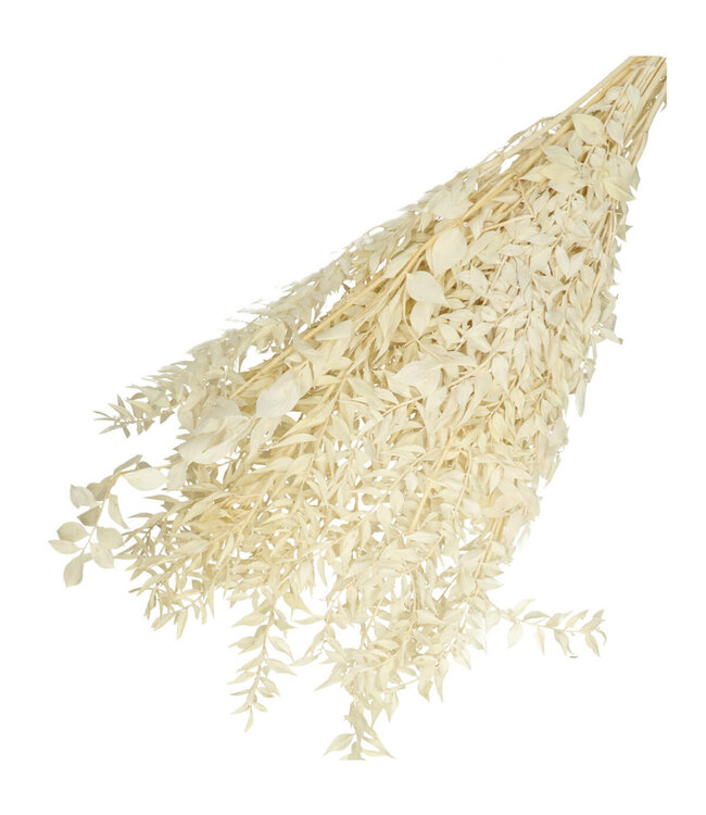 White cream-coloured dried Butcher's Broom | Ruscus dried flowers | Length 65 centimetres | Weight 110 grams | Available per bunch