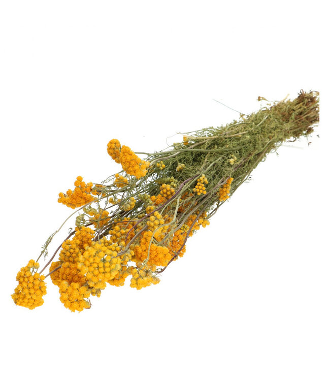 Lonas séchées jaunes | Longueur 55 centimètres | Poids 100 grammes | À commander par bouquet