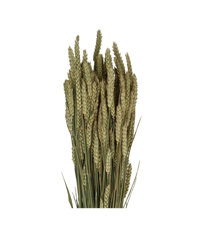 Blé séché naturel | Longueur 70 centimètres | Commande par 5 bottes