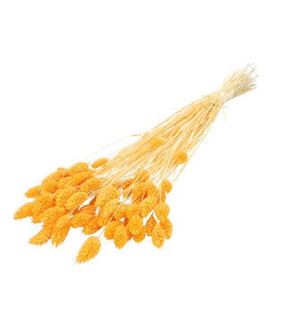 4A Naturally Dried Canary Grass | Phalaris Dried Flowers | Length 70 centimetres | Per Bunch
