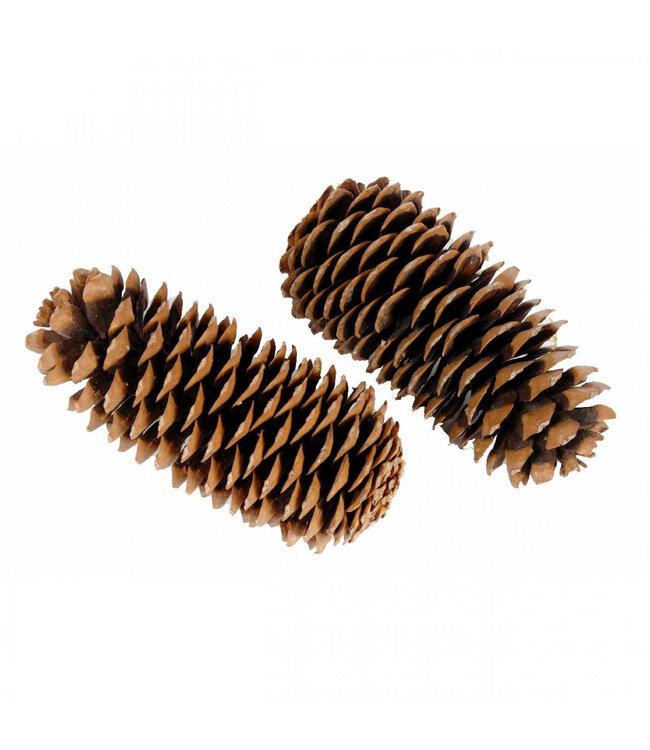 Cônes de pin en sucre brun naturel | Longueur 25 - 45 centimètres | À commander à l'unité
