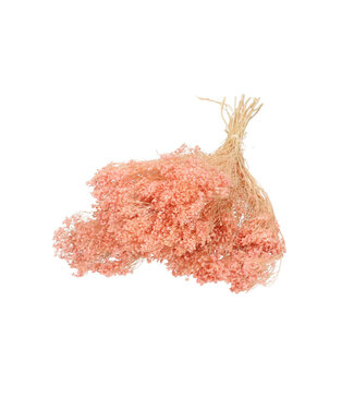 4A Light pink dried Broom Bloom | Broom dried flowers | Length 50 - 55 centimetres | Per bunch