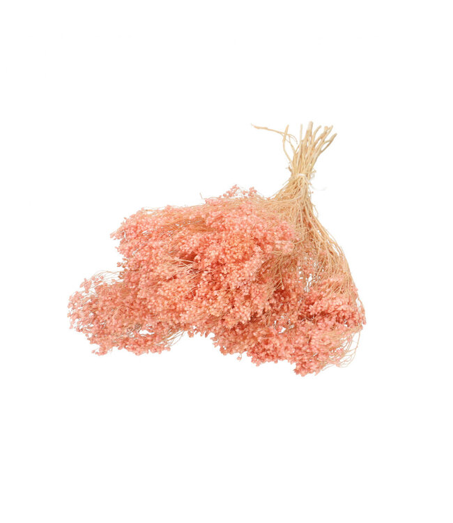 Light pink dried Broom Bloom | Broom dried flowers | Length 50 - 55 centimetres | Available per bunch