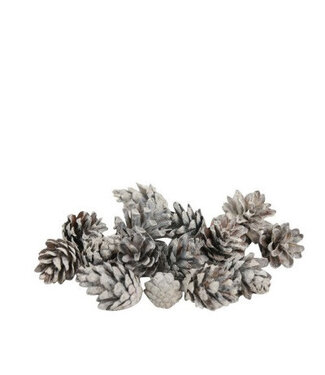 4A Pommes de pin Sylvestre naturelles blanches | Par 5 kilos