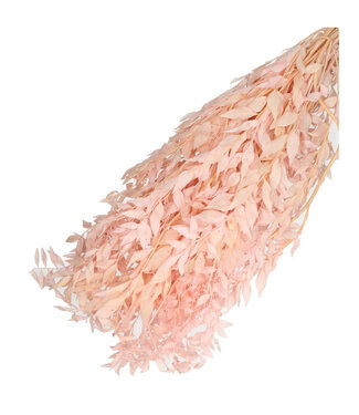 4A Pink dried Butcher's Broom | Ruscus dried flowers | Length 65 centimetres | Weight 110 grams | Per bunch