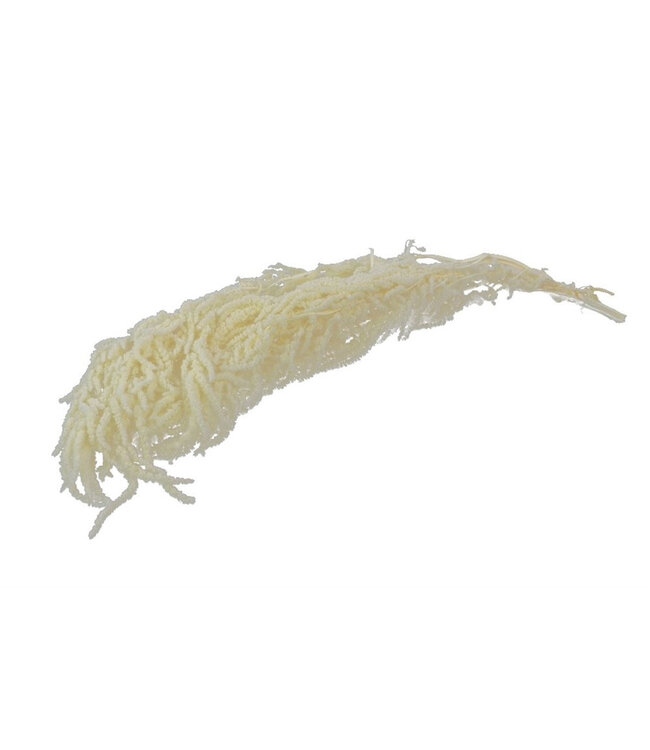 Queue de chat blanche crème préservée | Amaranthus préservé | Longueur 80 centimètres | Poids 150 grammes | À commander par bouquet