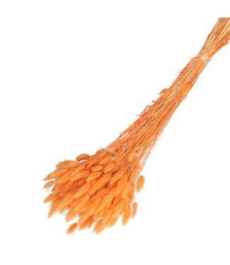 4A Orange dried Bunny Tails | Lagurus dried flowers | Length 65 centimetres | Weight 100 grams | Per bunch