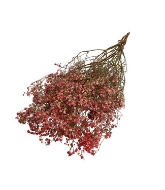 4A Bordeaux red dried Baby's Breath | Gypsophila dried flowers | Length 70 centimetres | Weight 50 grams | Per bunch