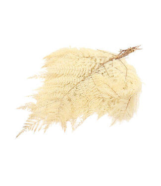 4A Fougère préservée couleur crème | Fougère préservée Bracken | 5 branches par bouquet | Longueur 45 centimètres | Poids 150 grammes | Par bouquet