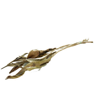 4A Feuilles de Strelitzia séchées naturellement | Longueur 75 centimètres | 10 tiges par bouquet | Par bouquet