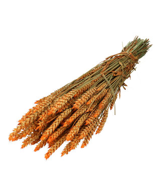 4A Droogbloem Tarwe 60-70cm ( x 1 )
