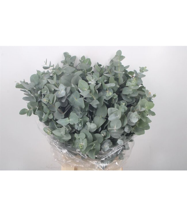 Euc Cinerea Per Bunch 150 Gram ( x 10 )