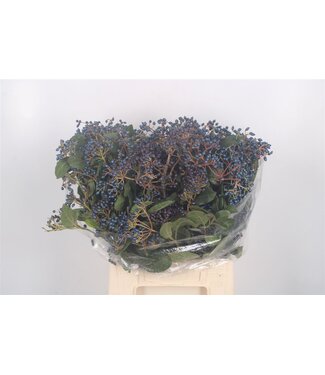 SLF Viburnum Berry Black Per Bunch ( x 5 )