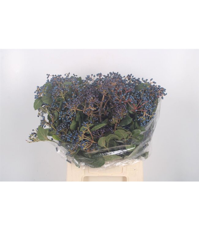 Viburnum Berry Black Per Bunch ( x 5 )
