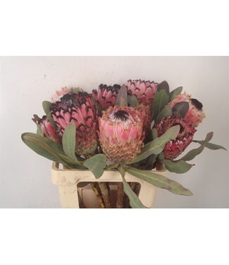 SLF Protea Magnifica ( x 5 )