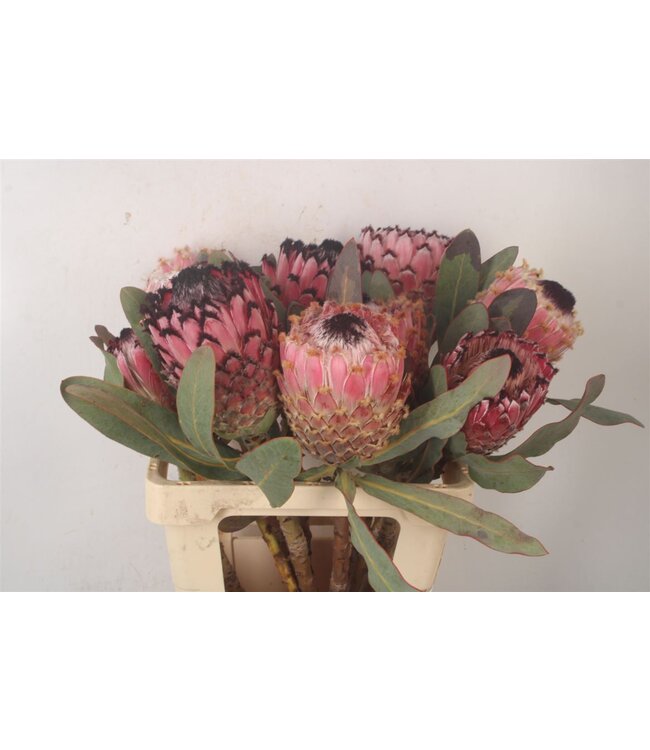 Protea Magnifica ( x 5 )