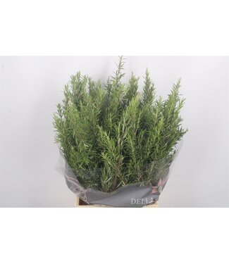 SLF Phillica Per Bunch 200 Gram ( x 5 )