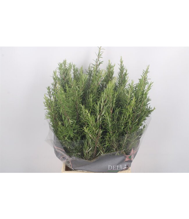 Phillica Per Bunch 200 Gram ( x 5 )