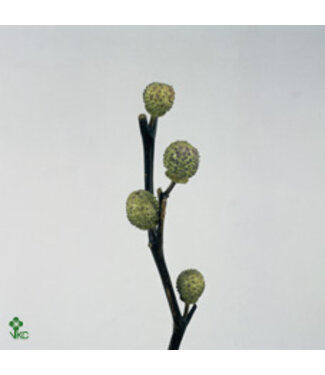 SLF Datura Mini Green Per Bunch ( x 5 )