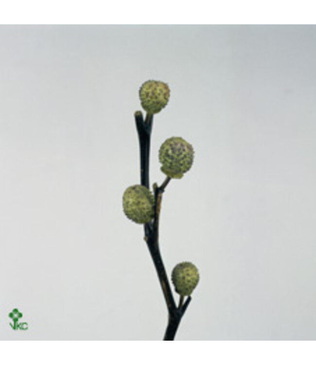 Datura Mini Green Per Bunch ( x 5 )
