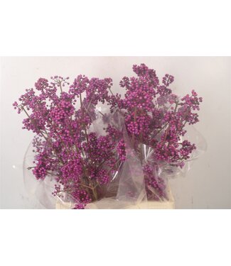 SLF Callicarpa Bod Profu ( x 10 )