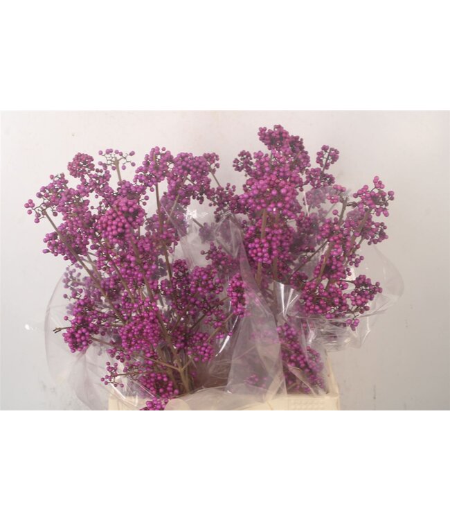 Callicarpa Bod Profu ( x 10 )