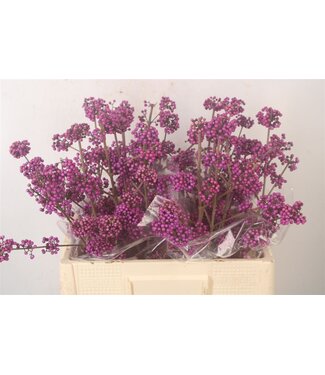 SLF Callicarpa Bod Profu ( x 10 )