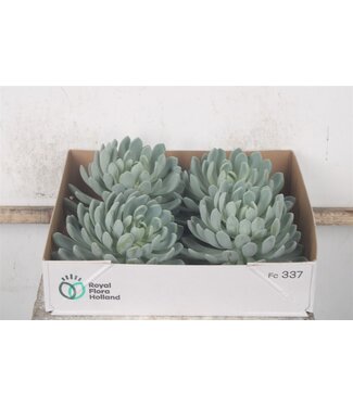 SLF Echeveria Elegans X4 ( x 4 )