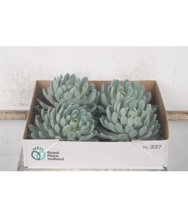 Echeveria Elegans X4 ( x 4 )