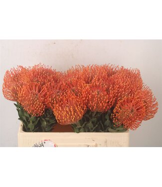 SLF Leuco Ayoba Man Zest ( x 10 )
