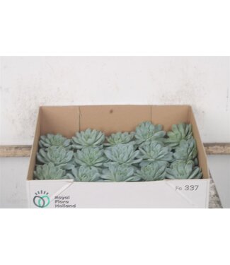 SLF Echeveria Zonnestraal X20 ( x 20 )