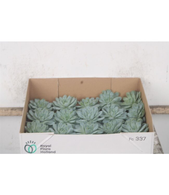 Echeveria Zonnestraal X20 ( x 20 )