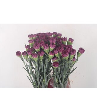 SLF Di St Extasis ( x 20 )