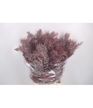 SLF Acacia Luna D Argento Red Per Bunch ( x 5 )