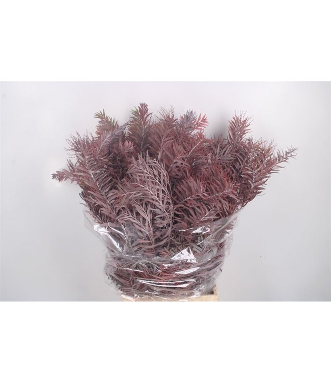 Acacia Luna D Argento Red Per Bunch ( x 5 )