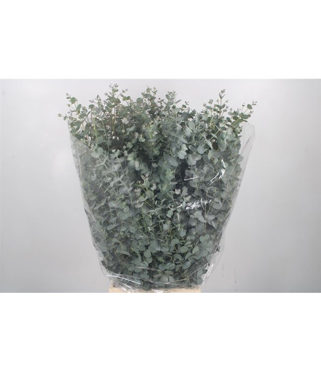 Euc Gunnii Per Bunch 300 Gram Extra ( x 10 )