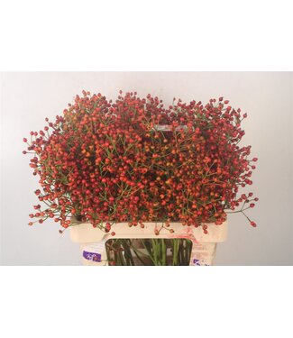 SLF Rosa Autumn Splash ( x 10 )